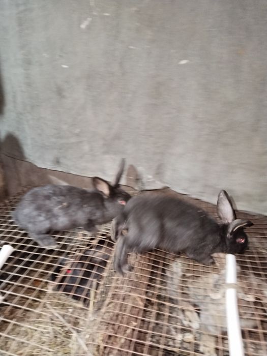 Продаются кролики