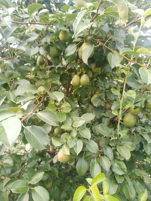 Продам дачу в садоводстве мелиоратор