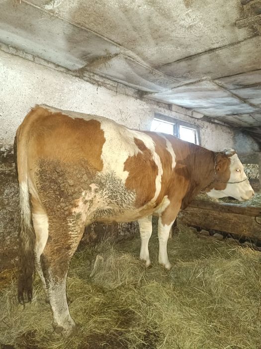 Vand jurinca la a 2fatare gestanta