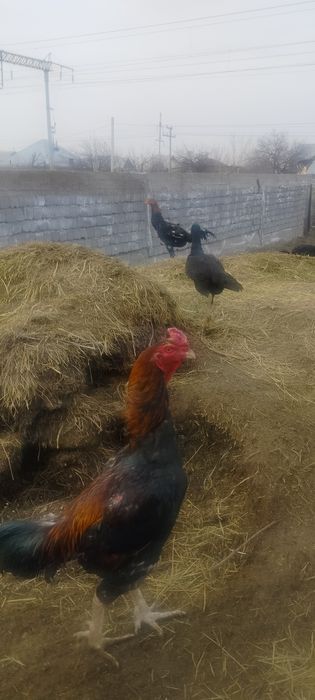 Продаётся дакан бойцовый туляк