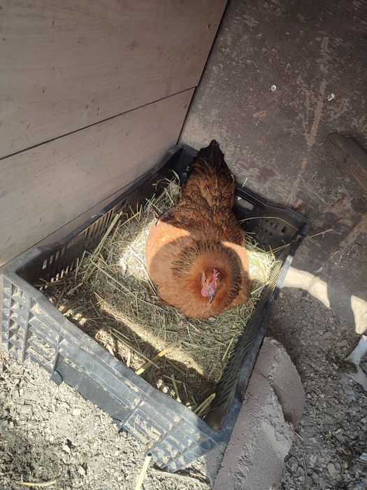 Квочка наседка курица