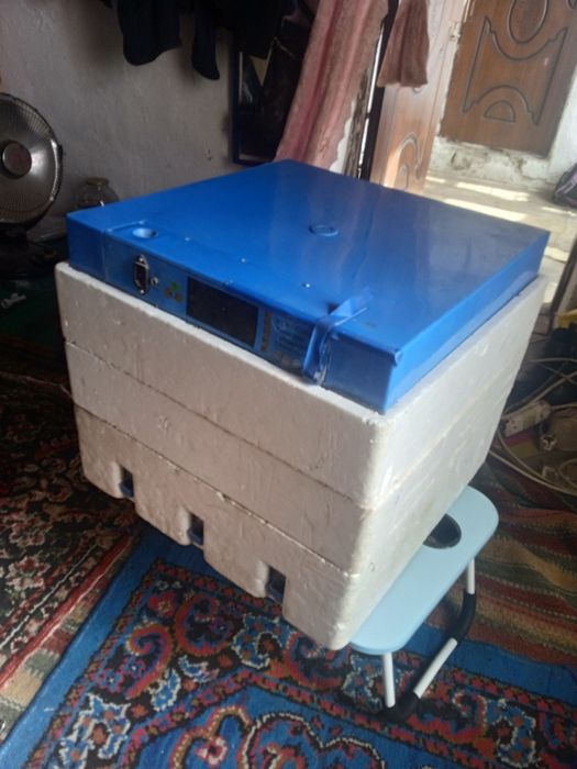 Inkubatsiya joʻja chiqaradigan aparat