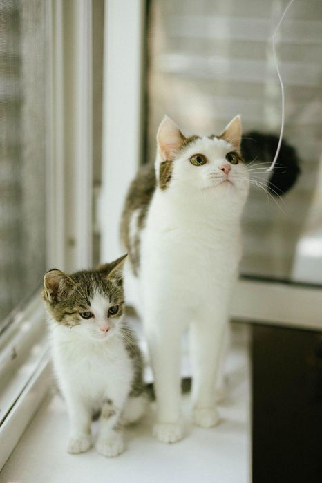 Котенок мальчик 2 месяца