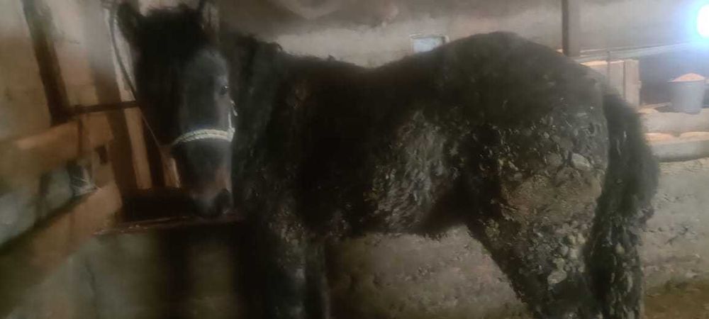 Жылқы сатылады. Продам лошадь