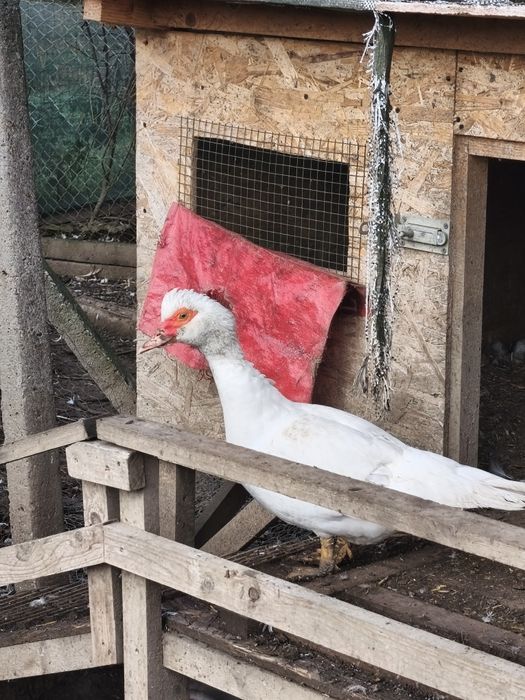 Rațe mute leșești tineret familie 9