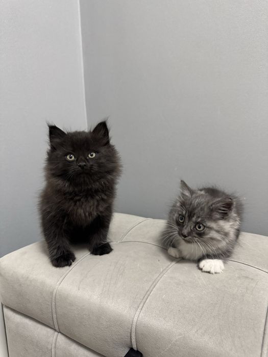 Котята краствые бесплатно