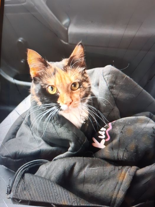 Кошек стерилизованых в ДОБРЫЕ руки!