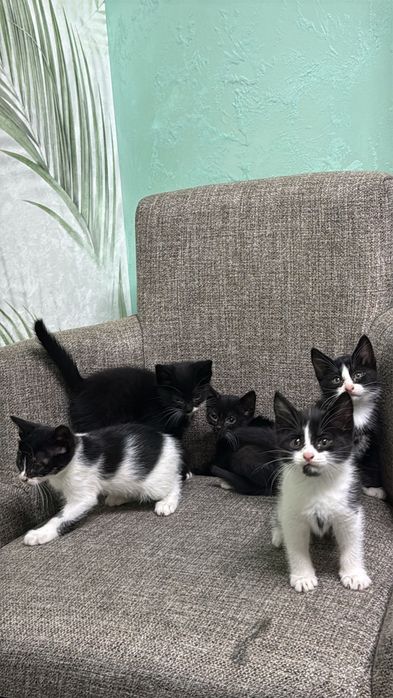 отдадим котят бесплатно