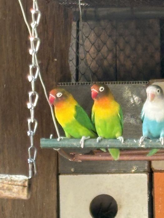 Продават се пауни,папагали