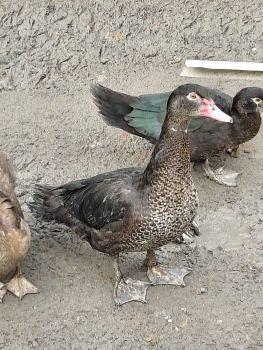 120 dan 10 ta bor soyishga tayor