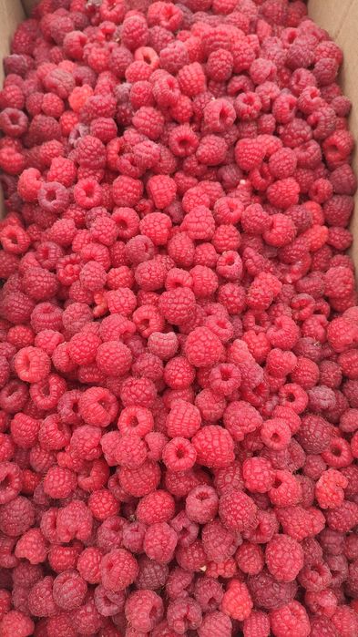 Кусты малина ремонтантной