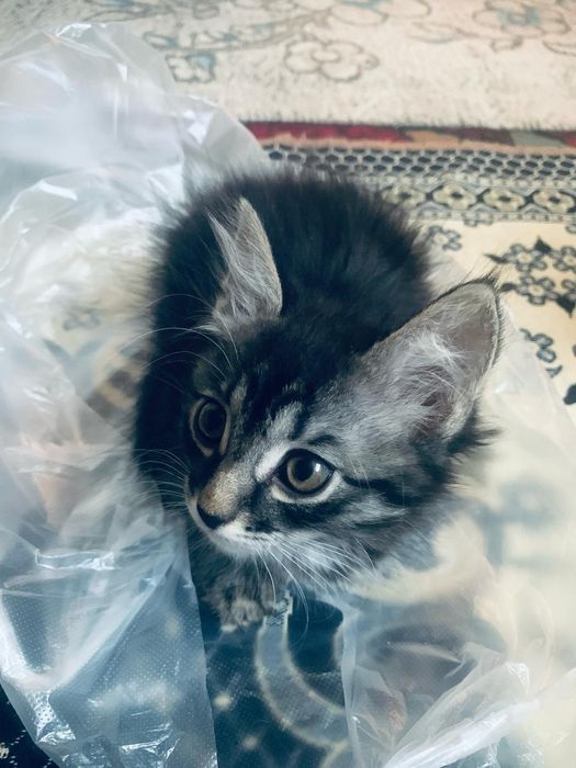 мысык бар тегын беремын