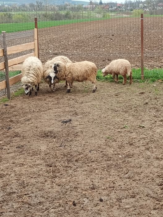 Mioare și berbeci de anul trecut de vânzare de anul trecut din primăvară și din toamna 2025