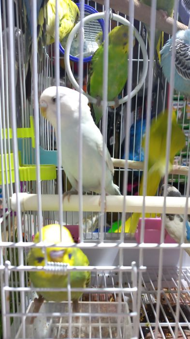 Продаются волнистые попугаи