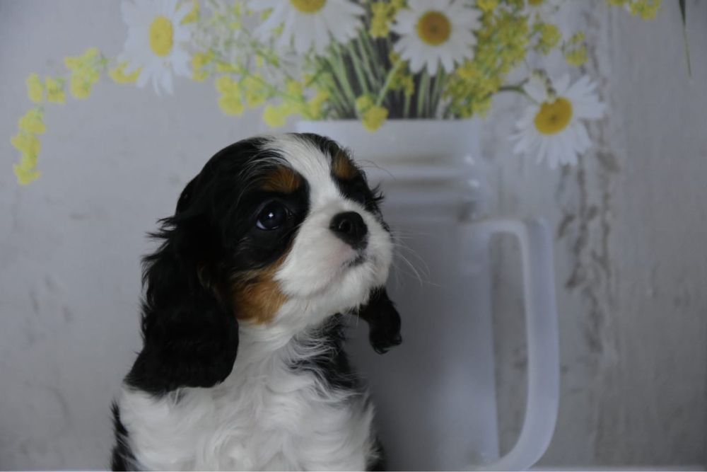 Кавалер кинг чарльз спаниель