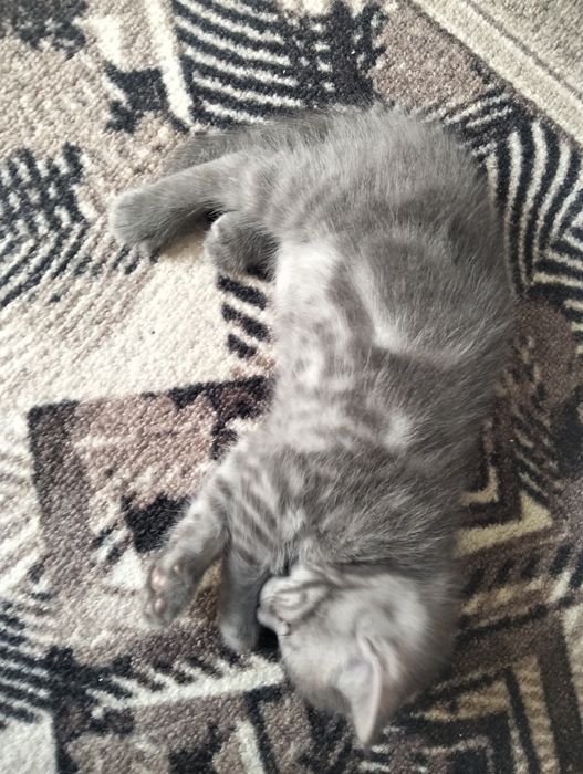 Продам шотландских котят