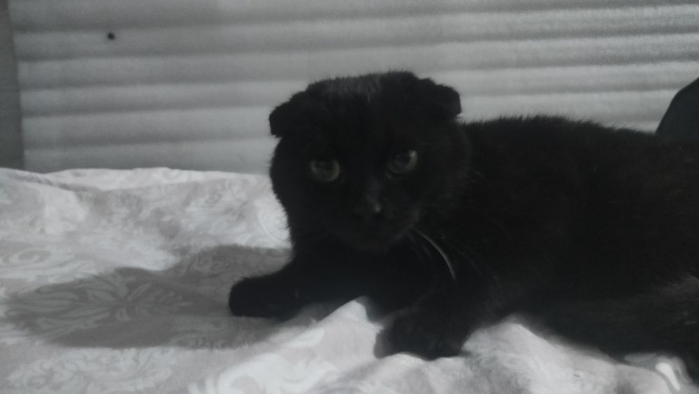 Zottor mushuk emlangan