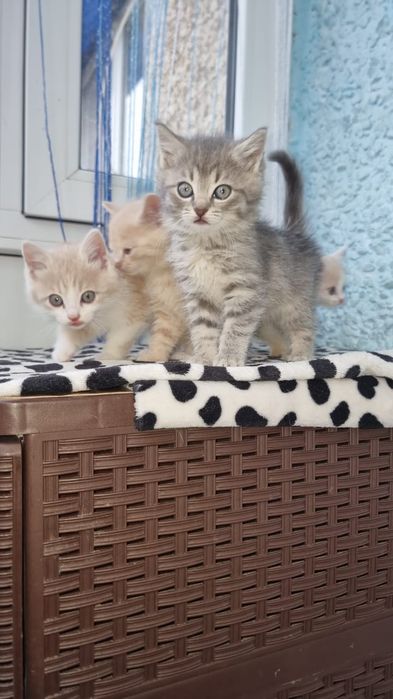 Отдам котят бесплатно