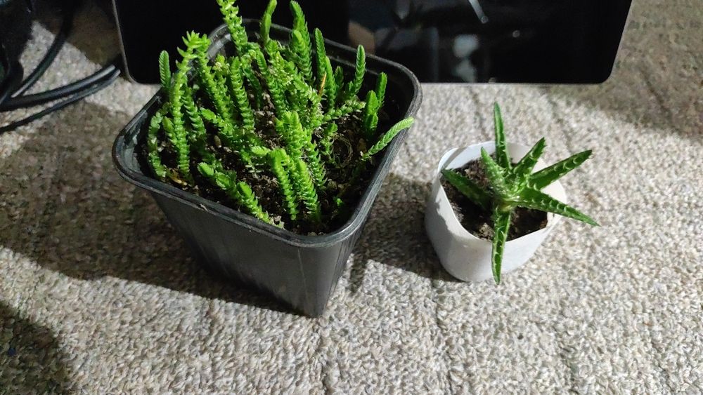 Цветы суккуленты