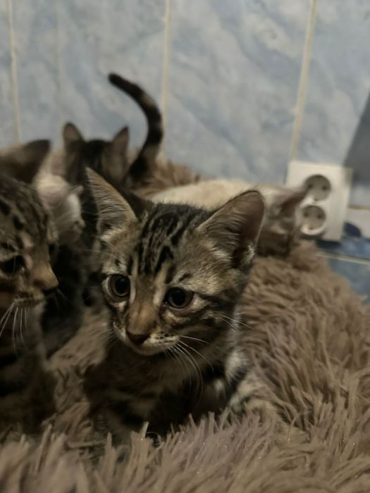Продам бенгальских котят