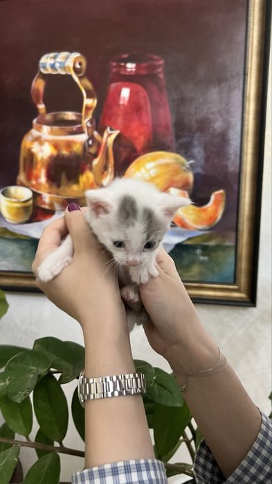 Белый пушистый котенок