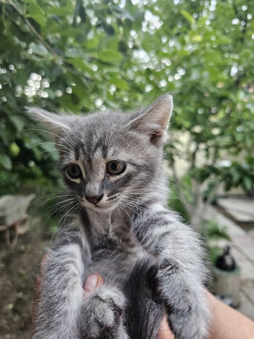 Котенок мальчик красавчик