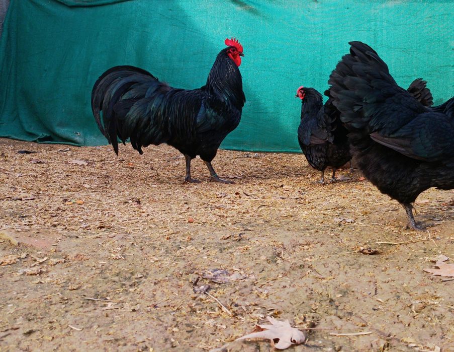 Австралорп руминя продаю яйцо 25.-30. тисч ...