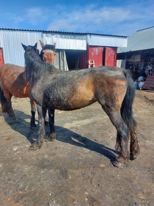 Продам жеребых кобыл