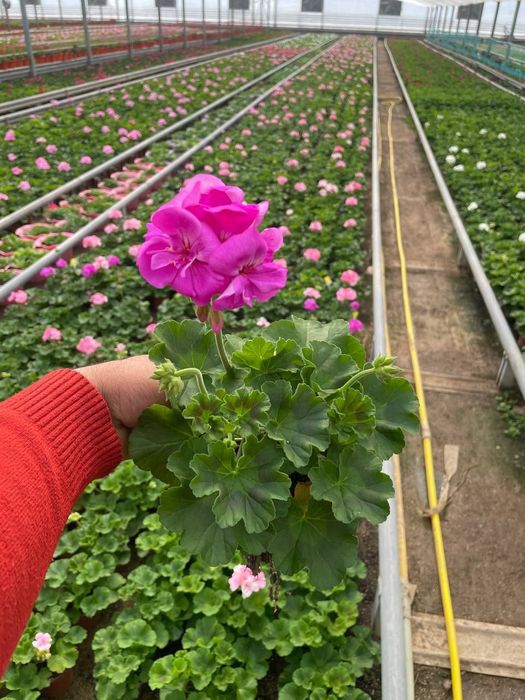 Geran felargonya yani felargonium
