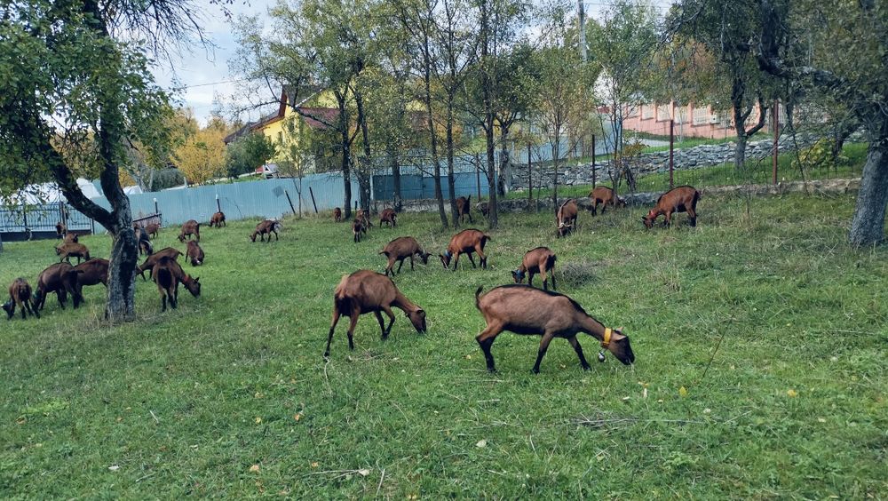 Capre si iedute  Alpine franceze