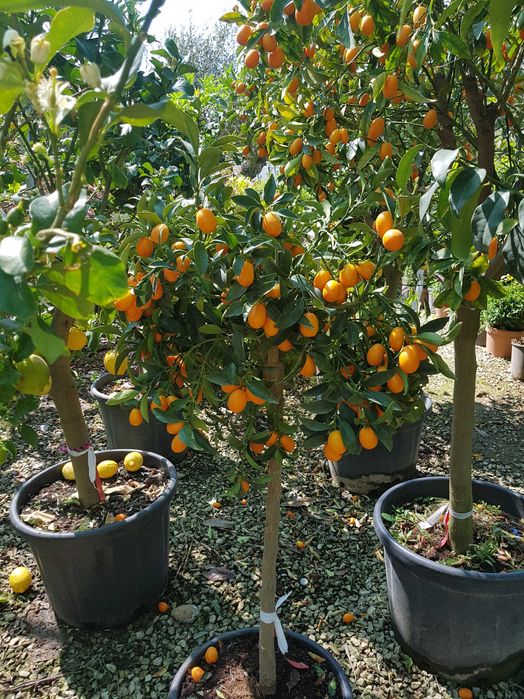Citrice lamai, kumquat, calamondino, mandarin
