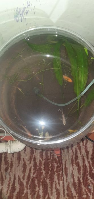 Продам аквариум с рибками