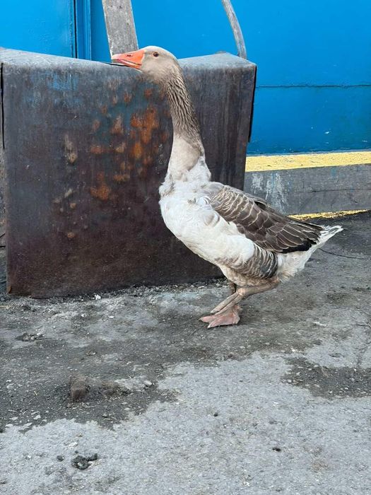 Продам молодого гусака