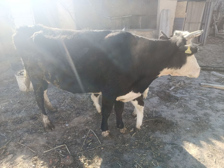 Бұзаулы сиыр(Жуас сиыр)