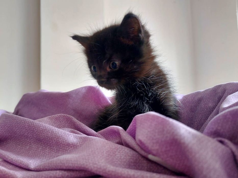 Котёнок бесплатно