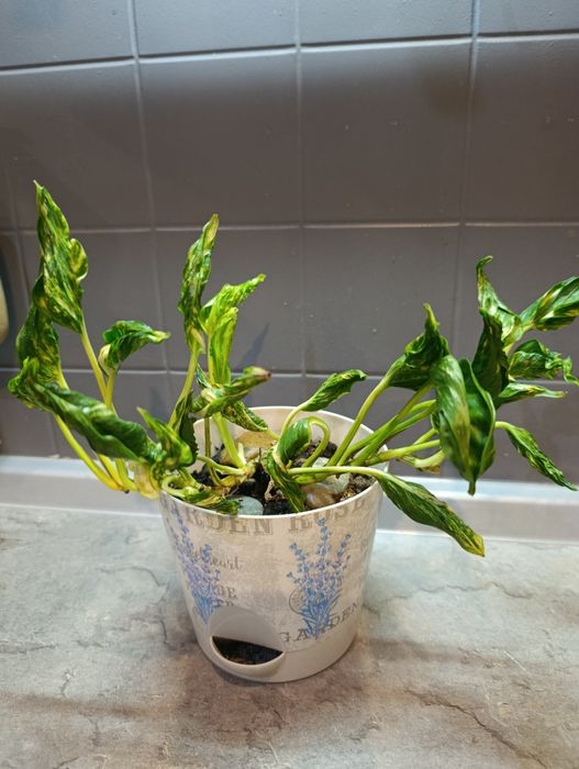 Годзилла, хойя, молочай