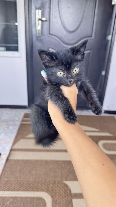 отдам котенка в добрые руки