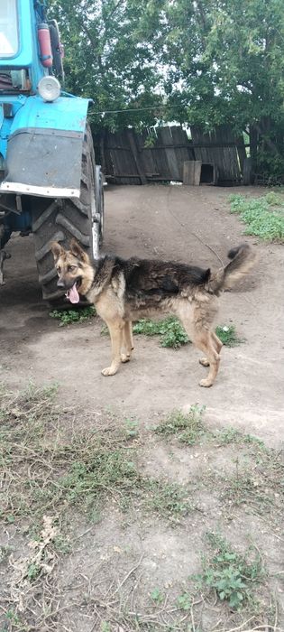Неміс овчаркасы немецкий овчарка