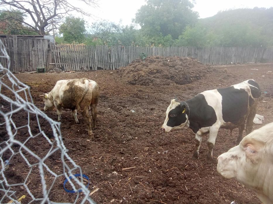 Vand 3 vitei ,2 albastri belgieni si un holstein