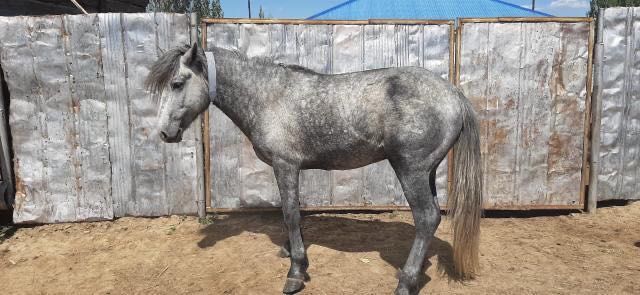 Светоотражающие ошейники ленты