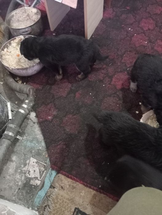 Продам щенков немецкой овчарки