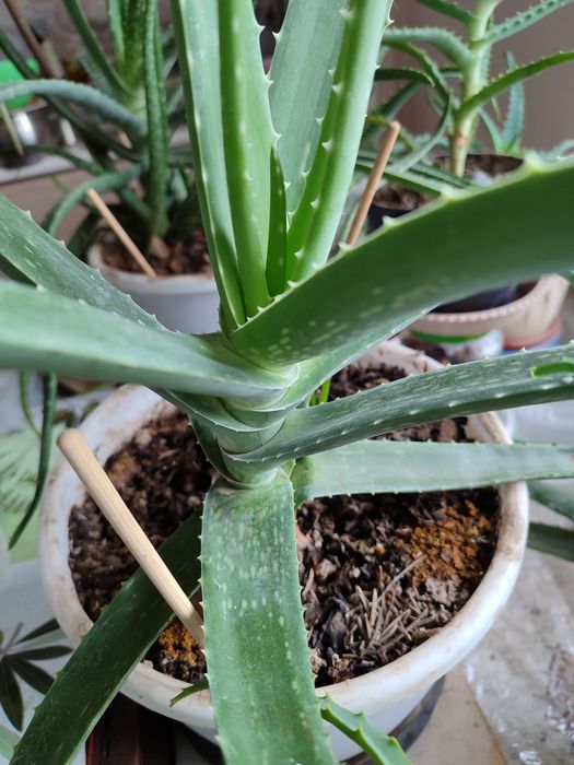 Алоэ Вера ,Цветок бессмертия.