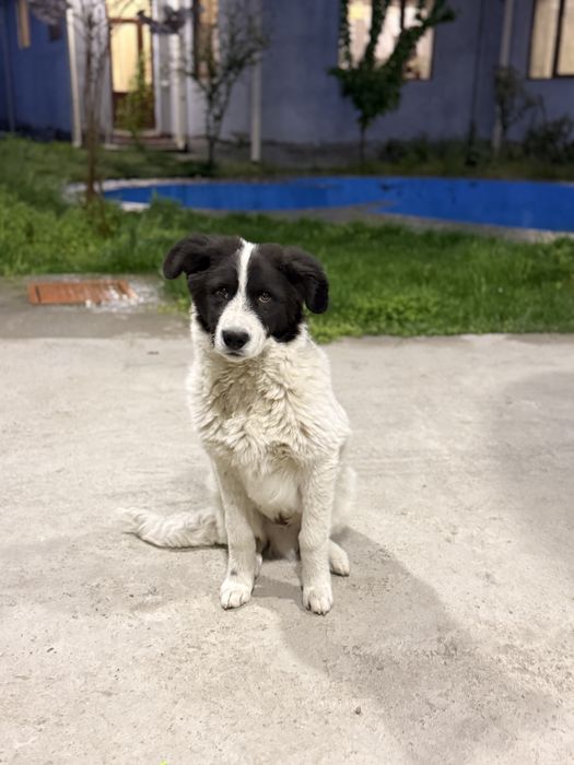 Преданный щенок ждёт своего хозяина! Заберите друга домой