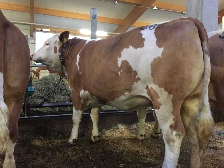 Голштин, Симментал, Ангус зотли наслли моллар, Европа, 42 млн сум