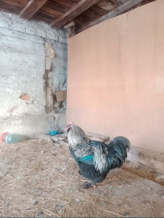 Әтеш петухи брама