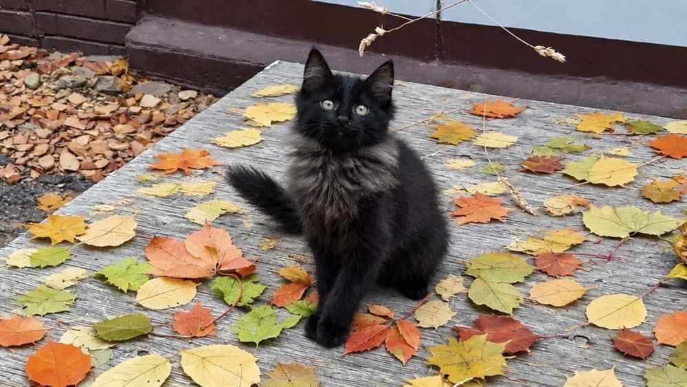 Продаётся котёнок, мальчик, похож на сибиряка