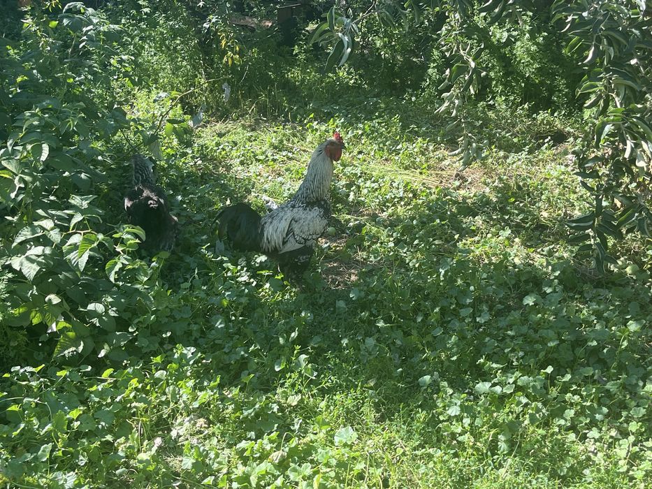 Петух и курицы продам
