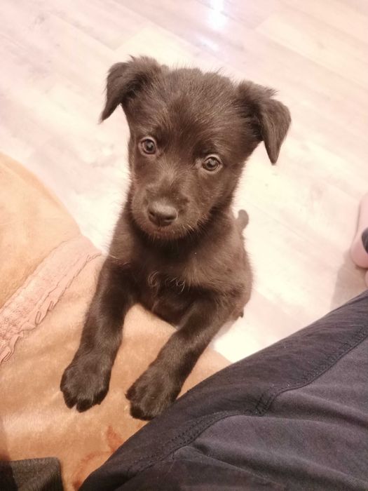 Щенок-девочка в добрые руки