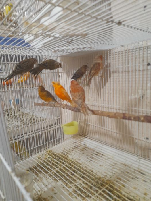 Канарейкалар сотилади