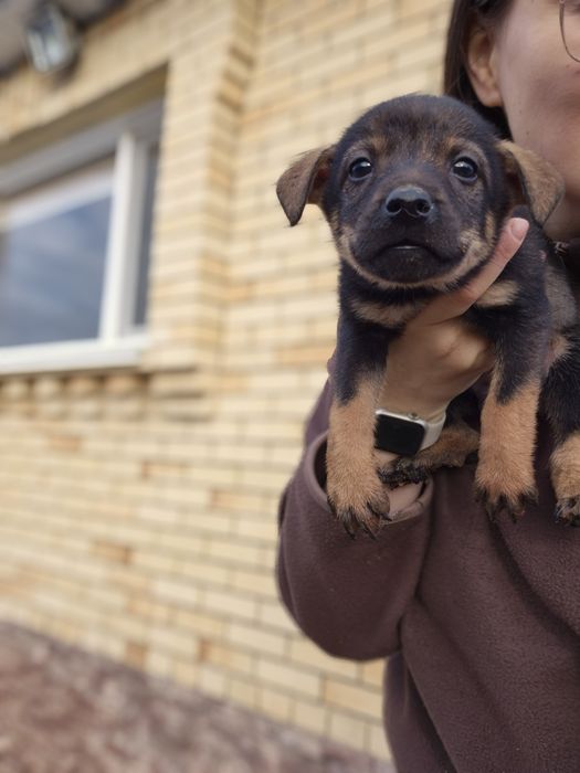Щенки подрощенные Стерилизованы.